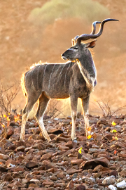 kudu19_b4961