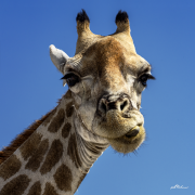 Giraffe19_A5525