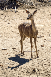 Kudu19_A5041