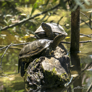 Sumpfschildkröten17_9727