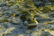 Wasserfrösche17_8872