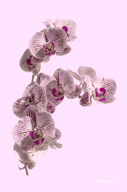 Orchideen17_1524