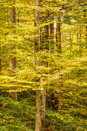 herbstwald23_a9445