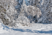 winterwald23_a9547