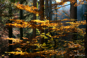 Herbstwald15_2467