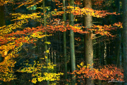 Herbstwald15_2499