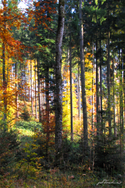 Herbstwald1