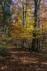 Wald16_5984