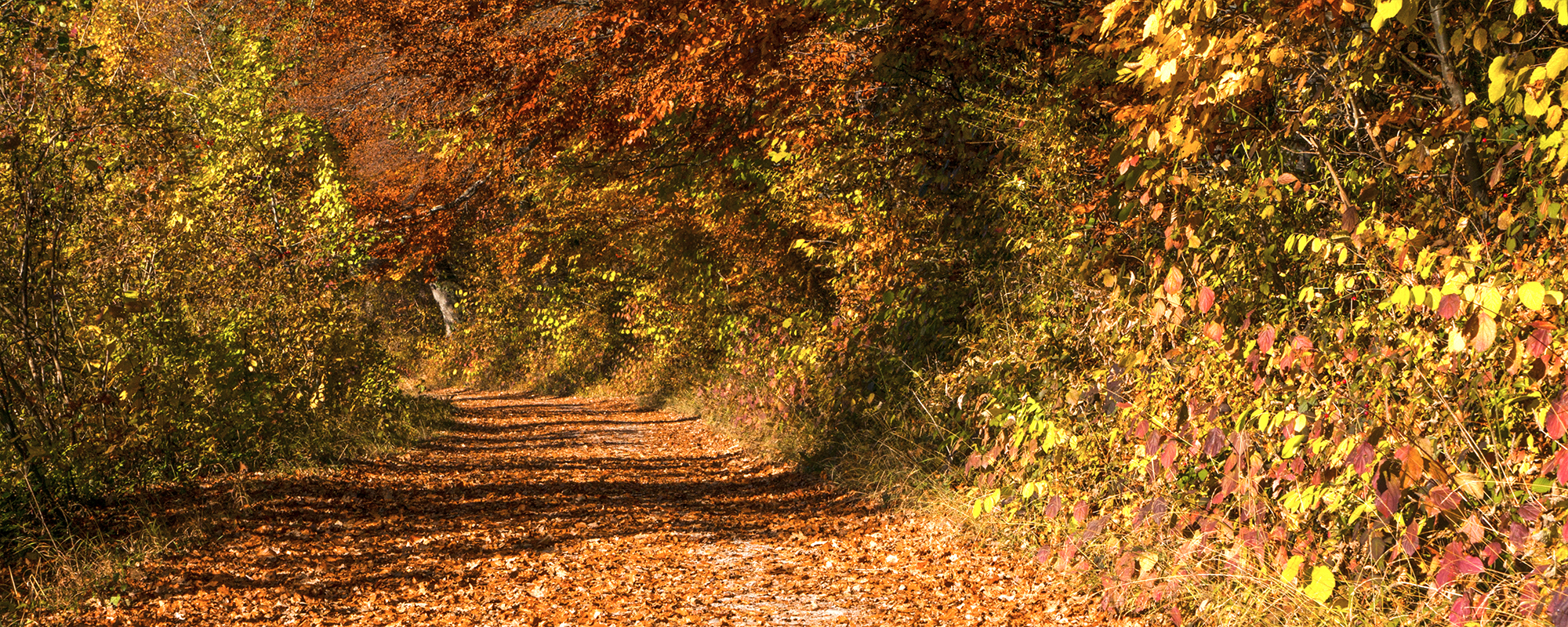 bunter Herbstwald