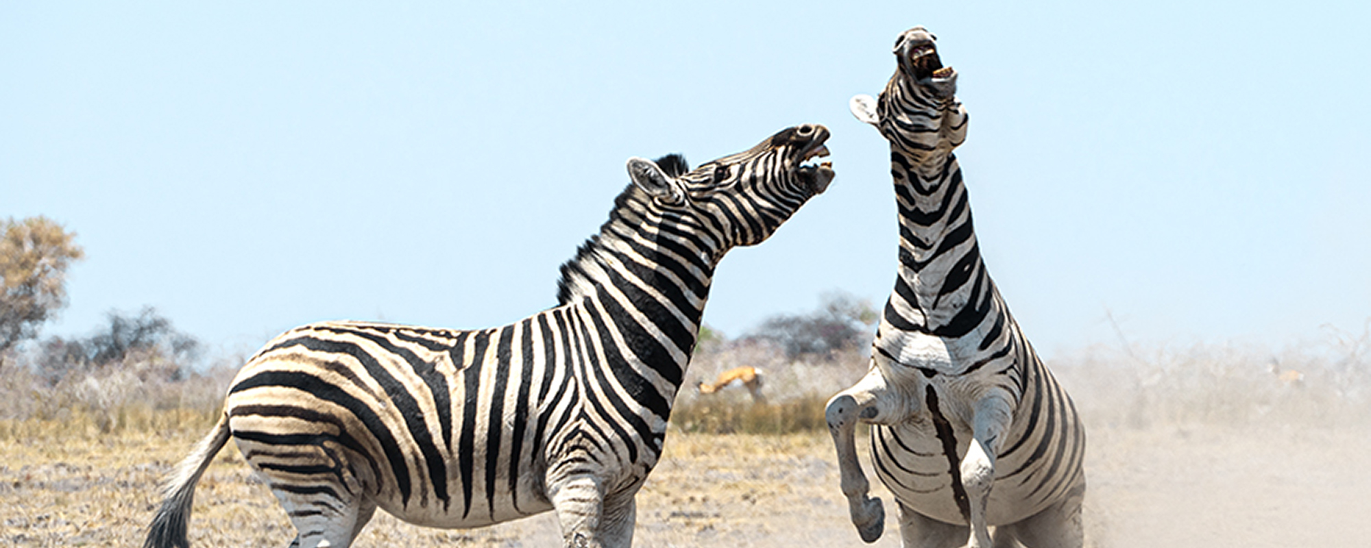 Fröhlich springende Zebras