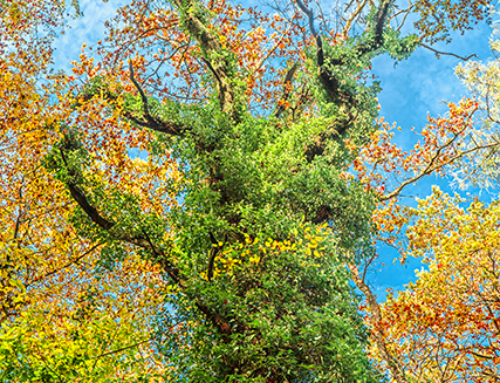 Herbstfarben